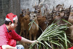 Владелец зоопарка в Маниле кормит оленей