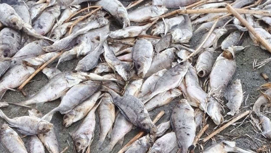 AP: тонны мертвой рыбы оказались выброшены на берег в Австралии из-за аномальной жары