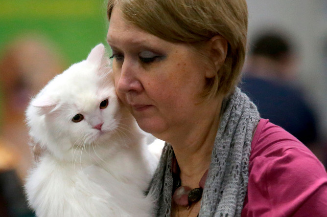 Персидская кошка на выставке «День влюбленных котов» в КВЦ «Сокольники»