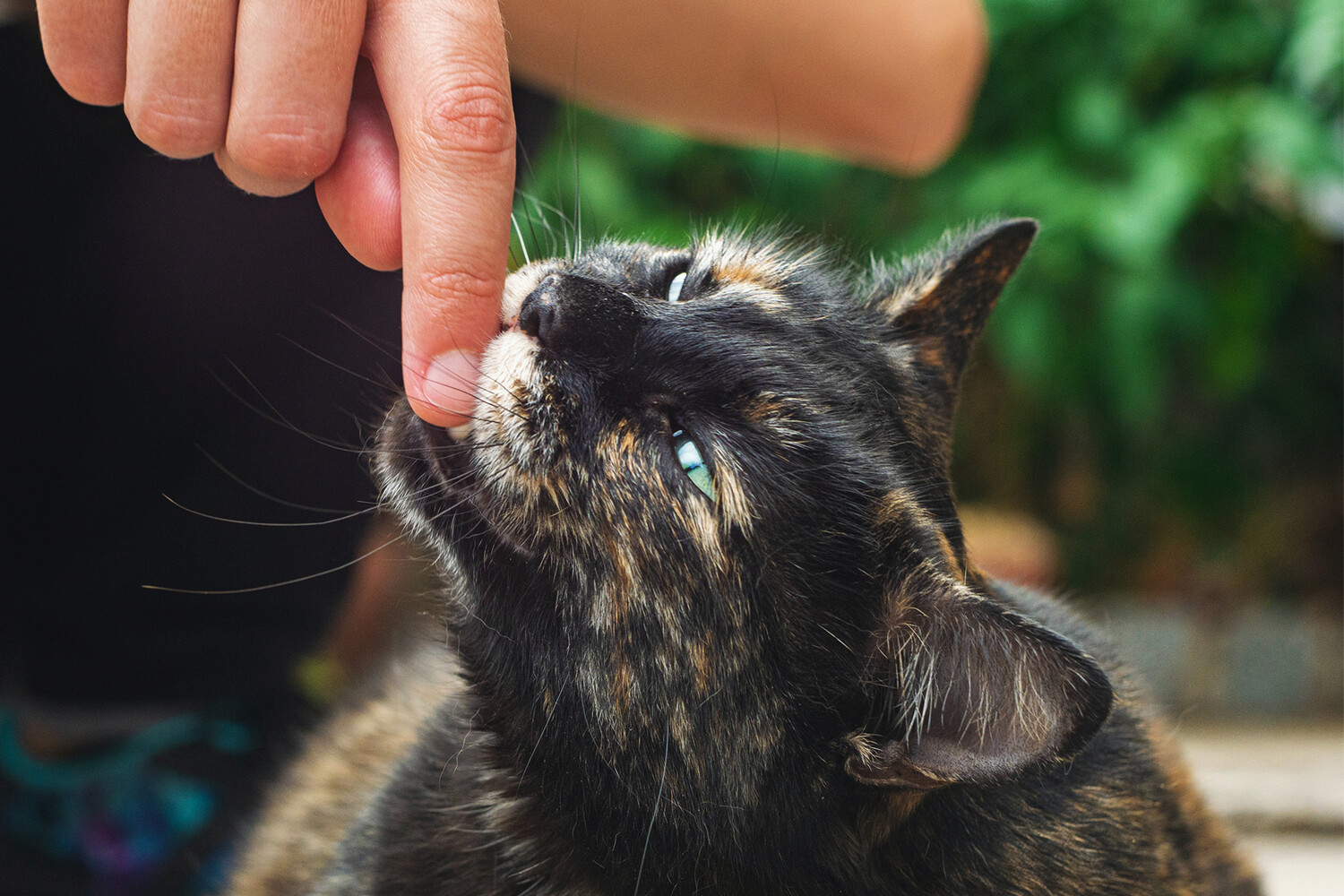 Названы шесть вещей, которые кошки не любят больше всего - Газета.Ru |  Новости