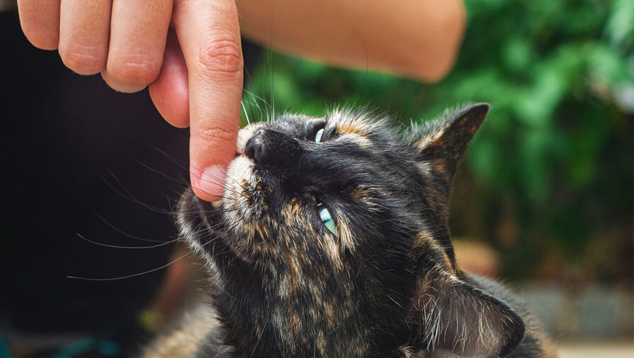 Ученые выяснили, что лекарства от паразитов угрожают жизни 1% домашних кошек
