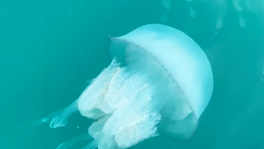 Названа причина появления полчищ опасных медуз у побережья Крыма