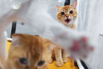 Кошки породы британская на международной выставке «Жемчужное шоу кошек»