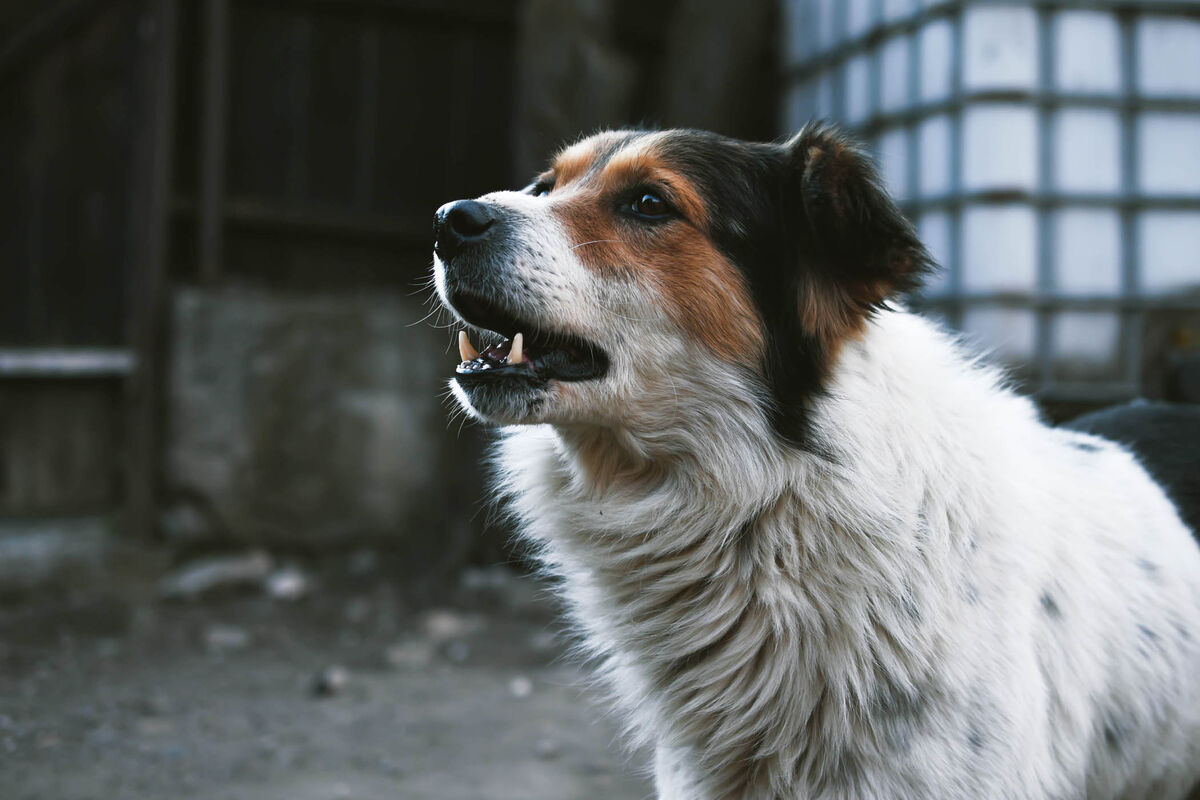Рычит и скалится: как избежать нападения бездомной собаки - Газета.Ru