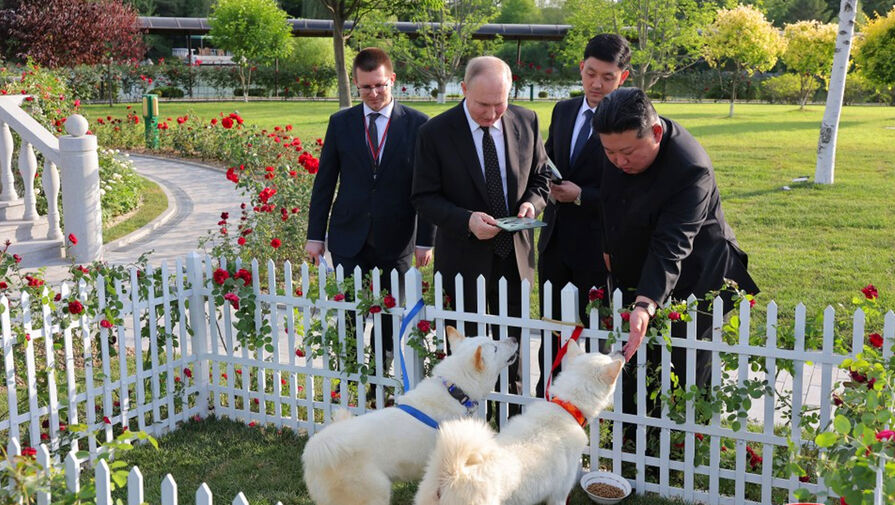 Не просто домашние животные: почему Ким Чен Ын подарил Путину редких охотничьих собак