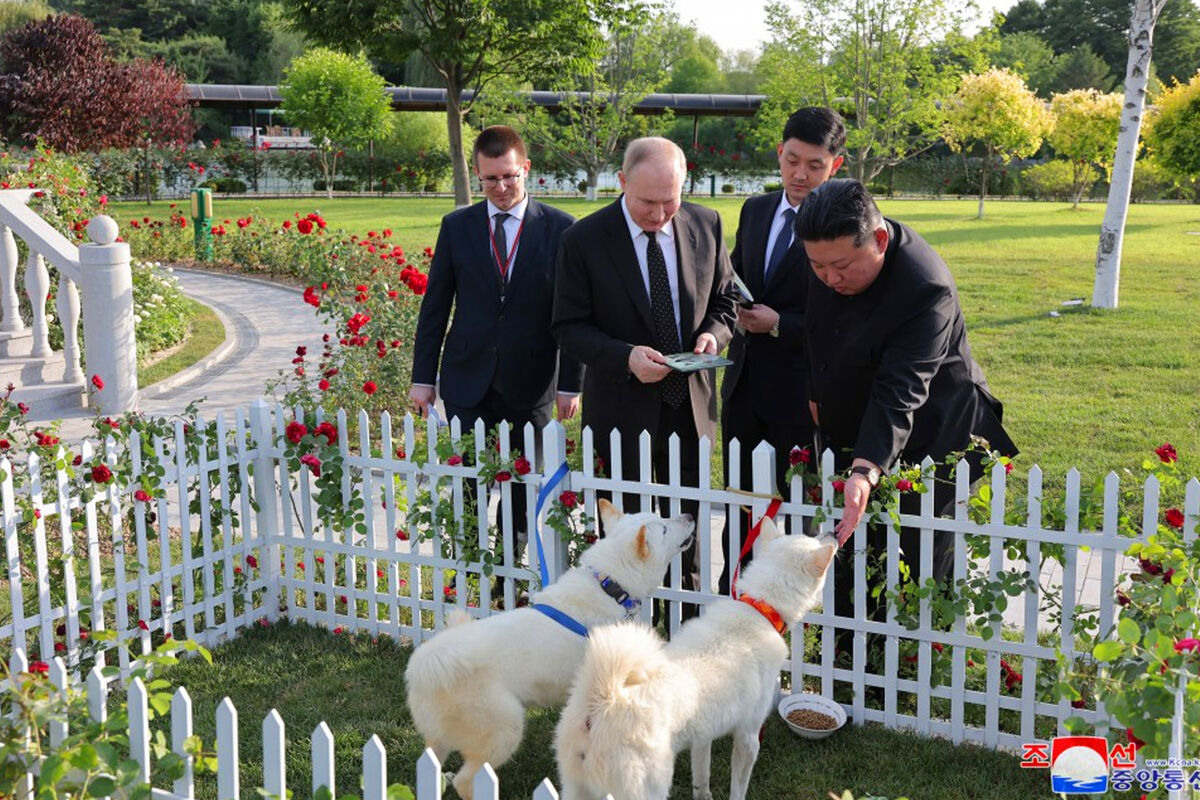 Не просто домашние животные: почему Ким Чен Ын подарил Путину редких  охотничьих собак - Газета.Ru