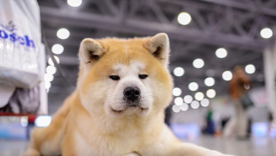 Забавный японский пес попал на Google Maps - Газета.Ru | Новости