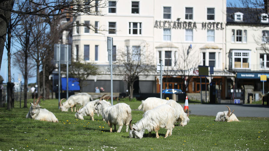 Дикие козы в&nbsp;городе Лландидно в&nbsp;Северном Уэльсе, 31 марта 2020 года
