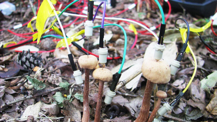 Биологи выяснили, что лесные грибы общаются с помощью электрических сигналов