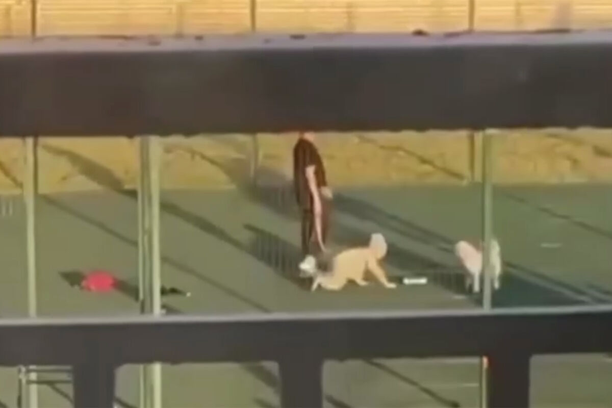 ребенка на поводке  Омичка выгуляла ребенка по детской площадке на поводке - Газета.Ru | Новости