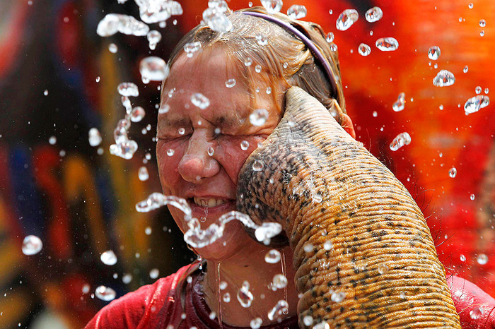 Слоны поливают прохожих водой в&nbsp;рамках празднования Сонгкрана в&nbsp;таиландской провинции Аюттхая