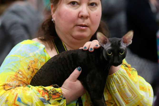 Кот породы корниш-рекс на выставке «День влюбленных котов» в КВЦ «Сокольники»
