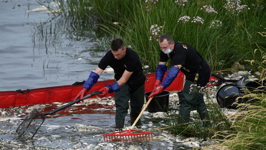 Власти Германии требуют от Польши пояснения причины массовой гибели рыбы на Одере
