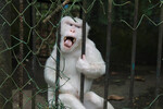 Обезьяна-альбинос в зоопарке Medan Zoo в Индонезии