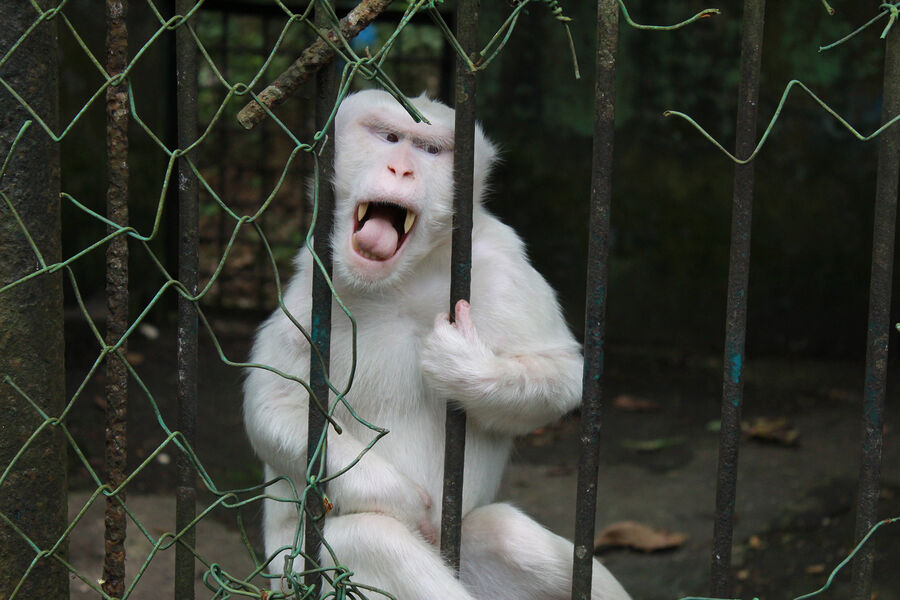 Обезьяна-альбинос в&nbsp;зоопарке Medan Zoo в&nbsp;Индонезии