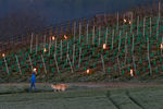 Защита виноградника от низких температур при помощи горящего парафина. Коммуна Адликон-Андельфинген, Швейцария, 20 апреля 2017 года