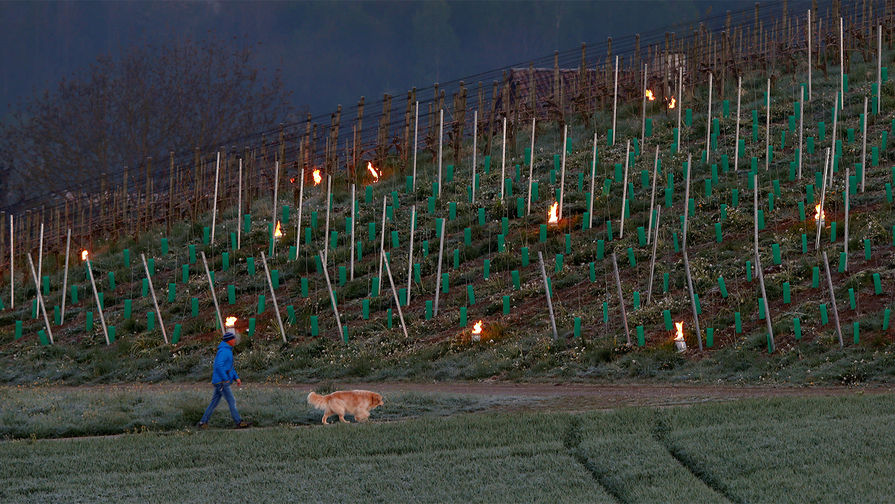 Защита виноградника от низких температур при&nbsp;помощи горящего парафина. Коммуна Адликон-Андельфинген, Швейцария, 20&nbsp;апреля 2017&nbsp;года