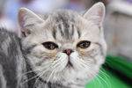 Кошка породы экзотическая короткошерстная на международной выставке «Жемчужное шоу кошек»