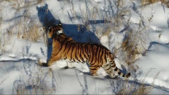 В Приморье нашли тушу амурского тигра