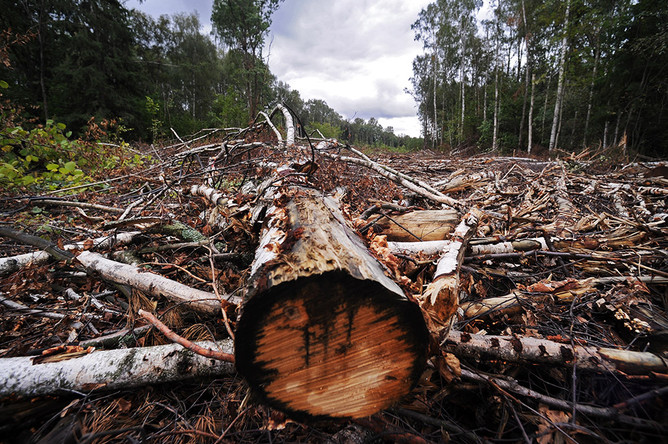 В новом законопроекте Минприроды разрешаются рубки в защитных лесах, уже отданных в аренду