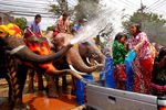 Слоны поливают прохожих водой в рамках празднования Сонгкрана в таиландской провинции Аюттхая