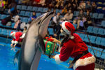 Дельфин выступает во время рождественского шоу на аквастадионе Шинагава