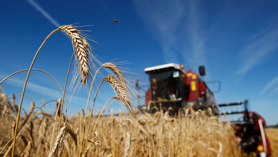 Зерновой союз: Россия на 90% зависит от импортных семян