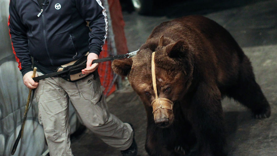 В цирке Обнинска медведица напала на дрессировщика во время выступления