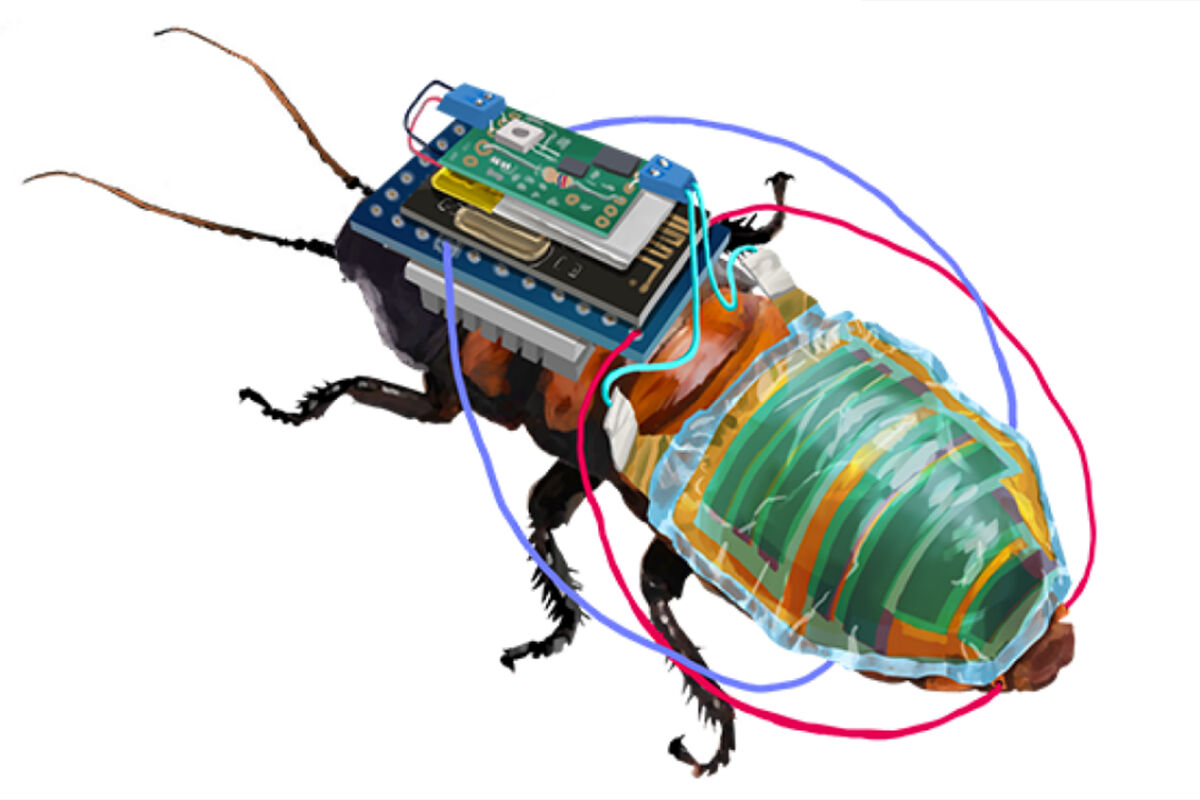 Японские ученые создали таракана-киборга для поисковых миссий - Газета.Ru |  Новости