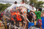 Слоны поливают прохожих водой в рамках празднования Сонгкрана в таиландской провинции Аюттхая