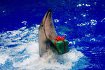 Дельфин выступает во время рождественского шоу на аквастадионе Шинагава