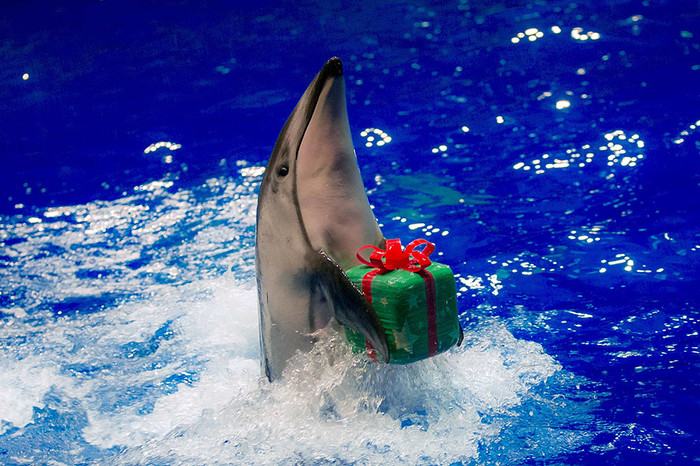 Дельфин выступает во время рождественского шоу на&nbsp;аквастадионе Шинагава