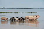 Домашние животные, эвакуированные на возвышенность недалеко от затопленного села Усть-Чарыш в Усть-Пристанском районе Алтайского края