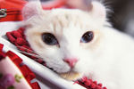 Кошка породы американский керл на международной выставке «Жемчужное шоу кошек»