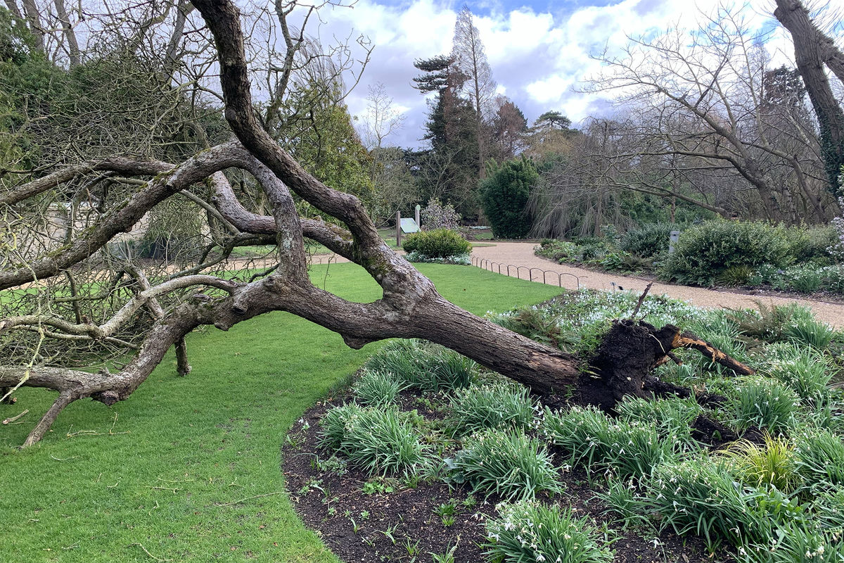 В ботаническом саду Кембриджа буря уничтожила «Яблоню Ньютона» - Газета.Ru  | Новости
