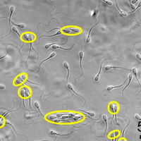 Анфиса Чехованың ХХХ видеосы