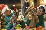 Львенок и Тигренок во время рождественского мероприятия в парке развлечений в Йонгине