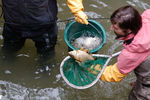Рабочие перемещают рыбу на время очистки канала Сен-Мартен в Париже