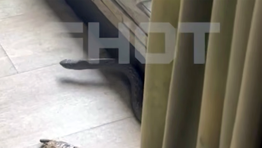 Россиянин решил спасти жабу на Бали и стал жертвой нападения огромной змеи