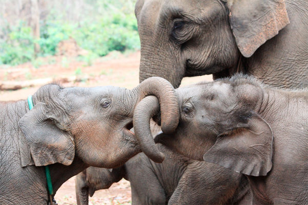 Новорожденные Слонята