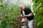 Вячеслав Зайцев демонстрирует урожай томатов в теплице на приусадебном участке в Московской области, 2012 год