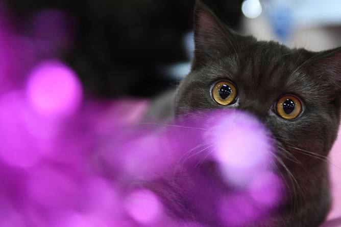 Кошка породы британская на международной выставке «Жемчужное шоу кошек»