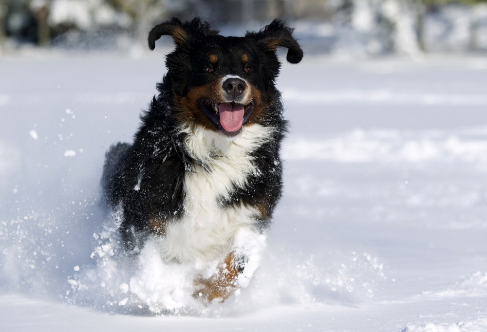Бернский зенненхунд собака зима снег гора животное природа загрузить
