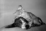 На этом снимке, сделанном в 1961 году в Калифорнии, удалось запечатлеть живших в дружбе и гармонии кошку, собаку и хомячка