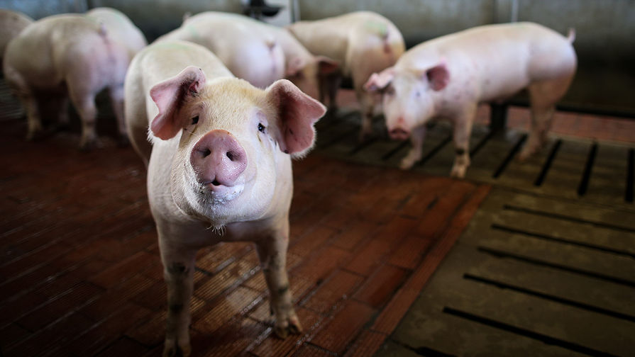 Африканскую чуму свиней обнаружили на предприятии 