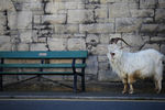 Дикие козы в городе Лландидно в Северном Уэльсе, 31 марта 2020 года