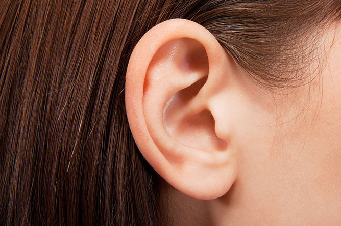 Утраченное ухо можно будет восстановить «один в один»