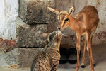 На этой фотографии из Индии изображены большая кошка и молодой олень, обнюхивающие друг друга