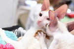 Кошки породы корниш-рекс на международной выставке «Жемчужное шоу кошек»