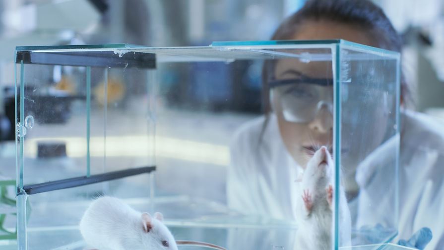 Ученые излечили мышей от распространенной у людей болезни глаз с помощью редактирования генов